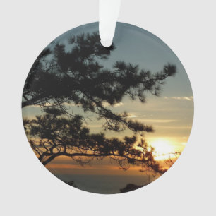 Tourrey Pine Sunset I California Paysage