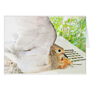 Tourterelle de deuil - Toutes les occasions_