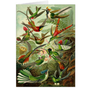 Tout-Occasion d'illustration de colibri de Haeckel