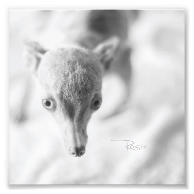 Tout Rosie Photo (Devant)