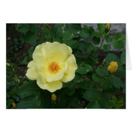 Toute la carte d'occasion