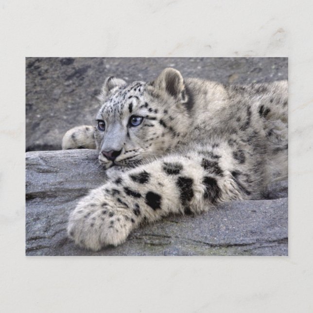 Toutes les cartes postales jouées (Devant)