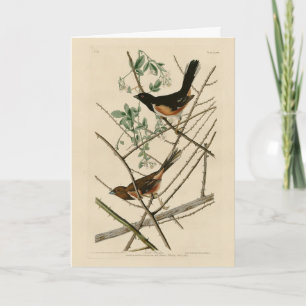 Towee Bunting (Eastern Towee) von Audubons Vögeln Karte