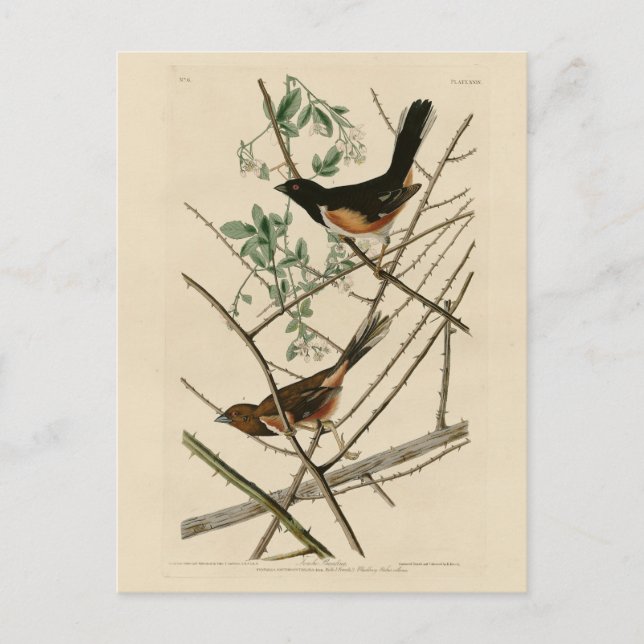 Towee Bunting (Eastern Towee) von Audubons Vögeln Postkarte (Vorderseite)