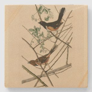 Towee Bunting (Eastern Towee) von Audubons Vögeln Steinuntersetzer
