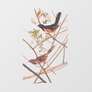 Toweed Bunting Audubon Black and Orange Song Birds Fensteraufkleber