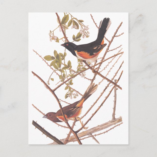 Toweed Bunting Audubon Black and Orange Song Birds Postkarte (Vorderseite)