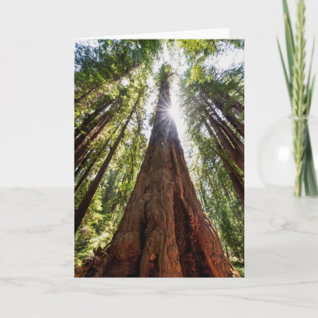 Towering Redwoods Karte (Vorderseite)