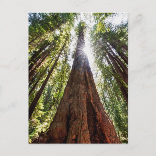 Towering Redwoods Postkarte (Vorderseite)