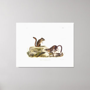 Townsend's Ground Squirrel (Chipmunk) von Audubon Leinwanddruck