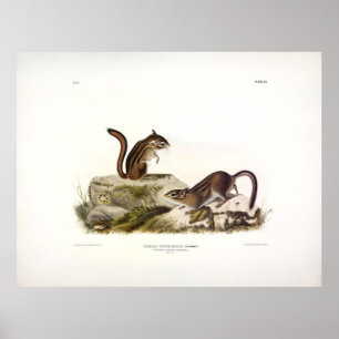 Townsend's Ground Squirrel (Chipmunk) von Audubon Poster
