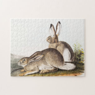 Townsend's Rocky Mountain Hare (Lepus Townsendii)
