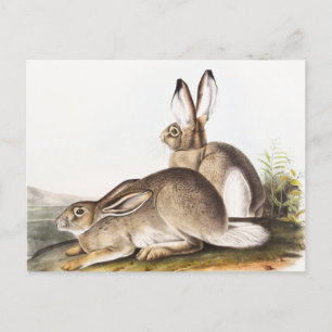 Townsend's Rocky Mountain Hare (Lepus Townsendii) Postkarte