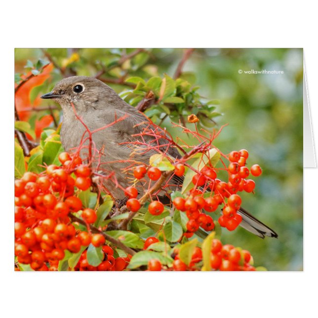 Townsend's Solitaire auf dem Pyracantha (Vorderseite (Horizontal))