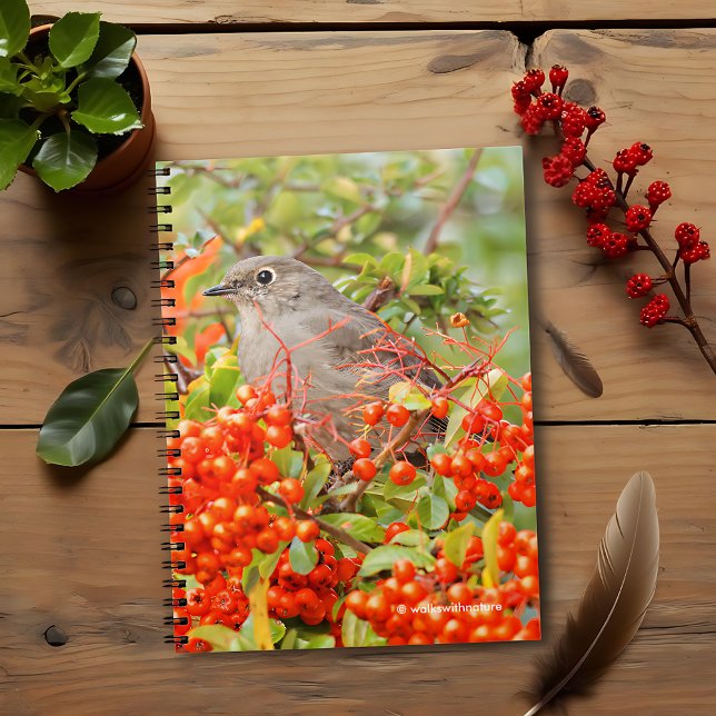 Townsend's Solitaire auf dem Pyracantha Notizblock (Townsend's Solitaire on the Pyracantha Shrub Journal Cover Photo)