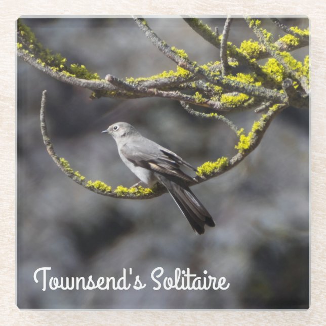 Townsend's Solitaire Glasuntersetzer (Vorderseite)