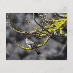 Townsend's Solitaire Postkarte