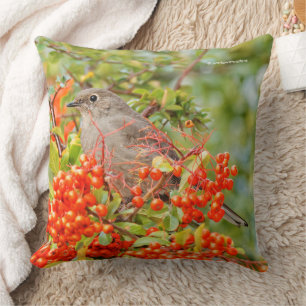 Townsend's Solitaire Songbird auf Pyracantha Kissen