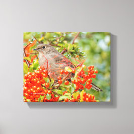 Townsend's Solitaire Songbird auf Scarlet Firethor Leinwanddruck