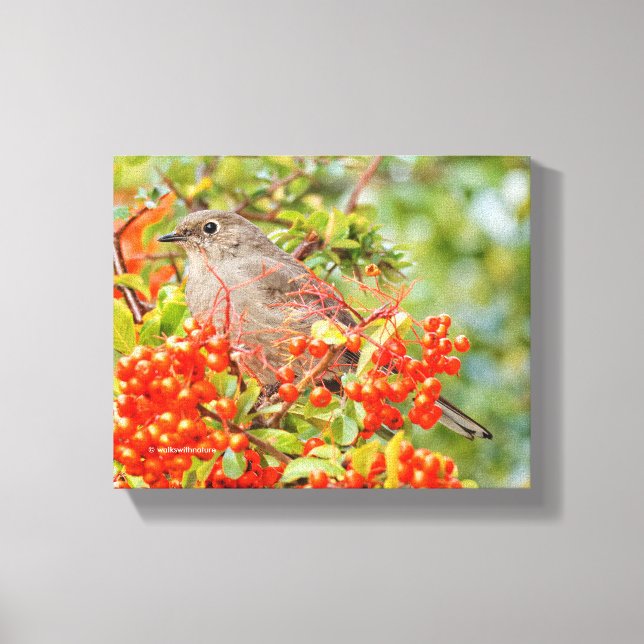 Townsend's Solitaire Songbird auf Scarlet Firethor Leinwanddruck (Vorderseite)