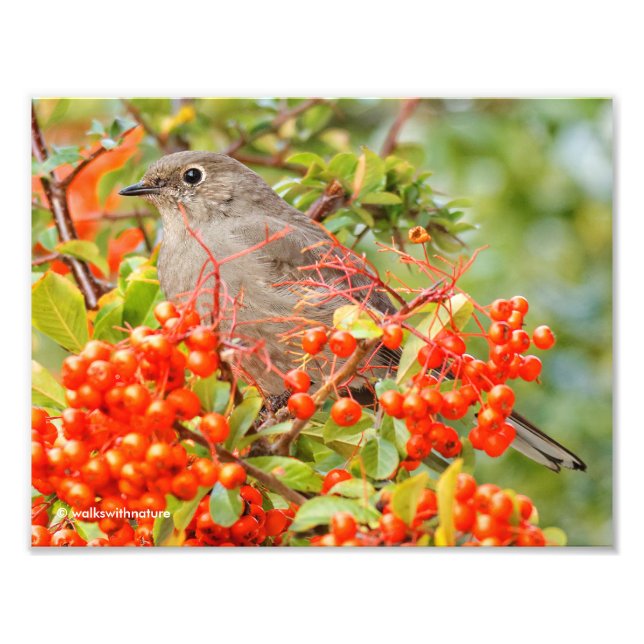 Townsend's Solitaire und die Pyracantha Fotodruck (Vorne)