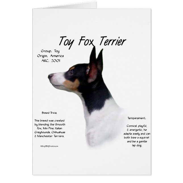 Toy Fox Terrier Histoire Conception (Devant)