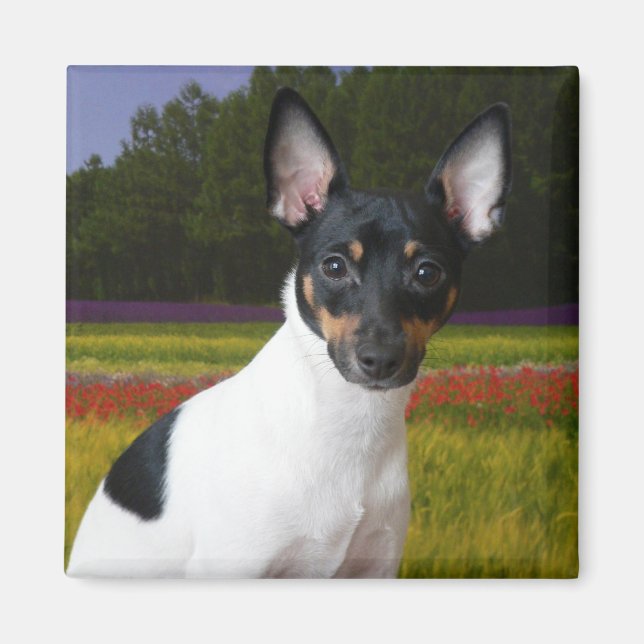Toy Fox Terrier Magnet (Devant)