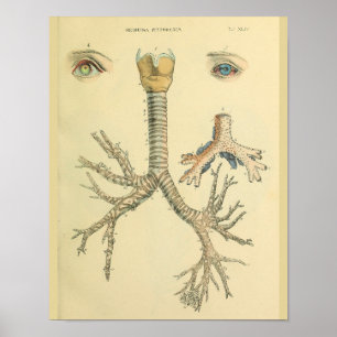 Trachea Atemweg Bronchien Augen Anatomie Kunststof Poster