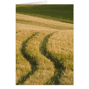 Tractorspuren durch Weizen, Toskana, Italien