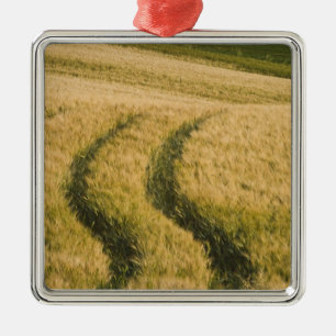 Tractorspuren durch Weizen, Toskana, Italien Silbernes Ornament