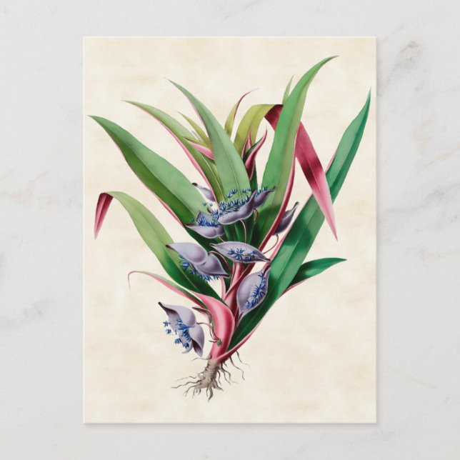 Tradescantia Antikes Botanisches Bild Postkarte (Vorderseite)