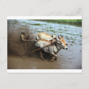 Traditionelle Bullenrennen in Reisfeldern Sumatra Postkarte