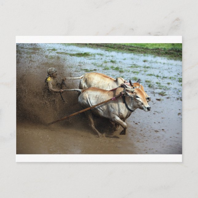 Traditionelle Bullenrennen in Reisfeldern Sumatra Postkarte (Vorderseite)