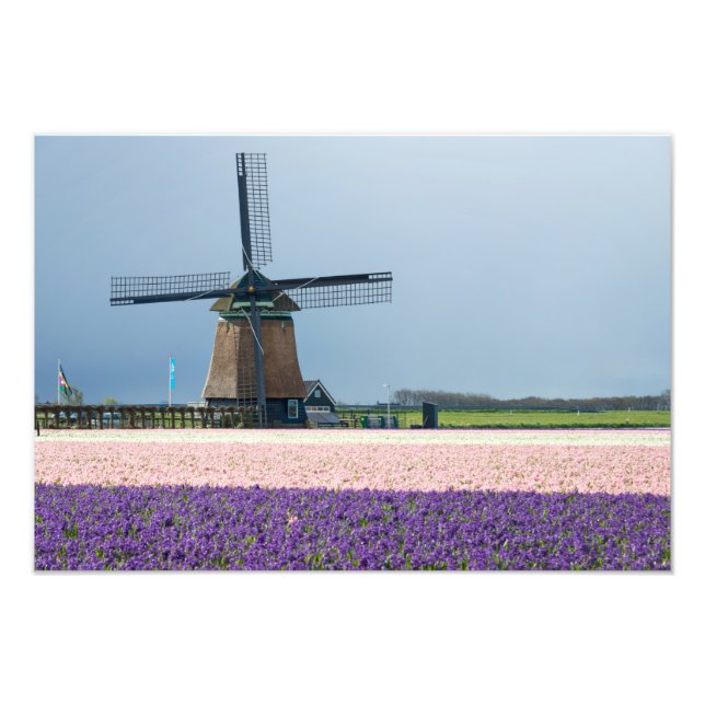 Traditionelle Windmühle mit rosa und violetten Blu Fotodruck (Vorne)
