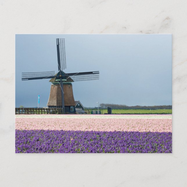 Traditionelle Windmühle mit rosa und violetten Blu Postkarte (Vorderseite)