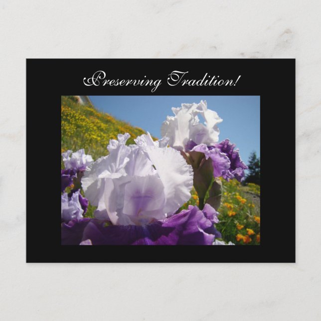 Traditionen bewahren! Postkarten Iris Blumen (Vorderseite)