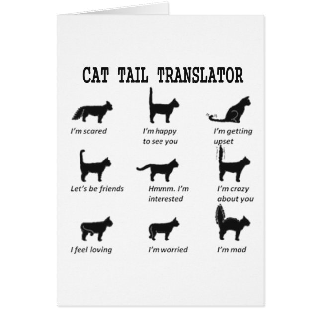 TRADUCTEUR TAIL CAT (Devant)