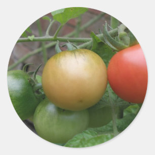 Traffic Light Tomates Stickers