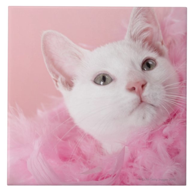 Tragende Federboa der Katze Fliese (Vorderseite)