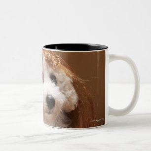 Tragende Ingwerperücke des Welpen Zweifarbige Tasse