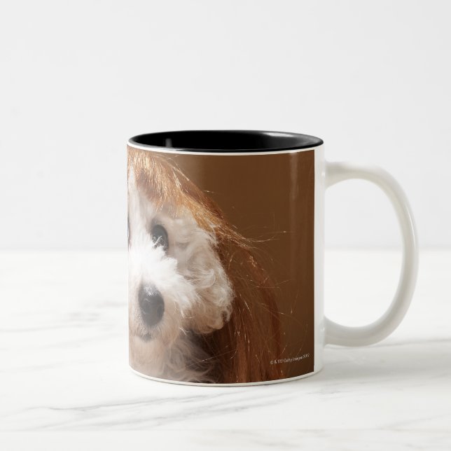 Tragende Ingwerperücke des Welpen Zweifarbige Tasse (Rechts)