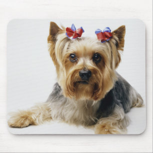 Tragende Rotbögen Yorkshire-Terriers Mousepad