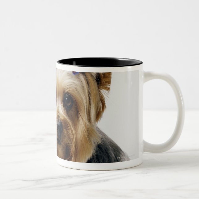 Tragende Rotbögen Yorkshire-Terriers Zweifarbige Tasse (Rechts)