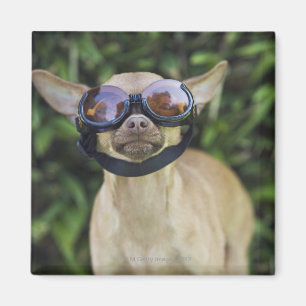 Tragende Schutzbrillen der Chihuahua Magnet