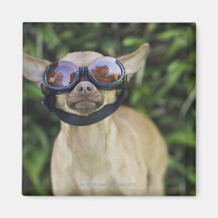 Tragende Schutzbrillen der Chihuahua Magnet