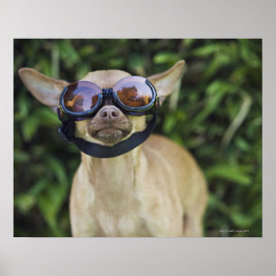 Tragende Schutzbrillen der Chihuahua Poster