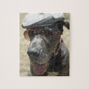 Tragender Hut und Sonnenbrille der Deutschen Dogge
