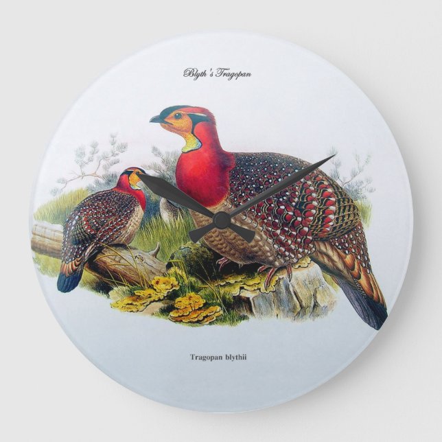 Tragopan/Horny Pheasant Clock J.Gould 1883 Große Wanduhr (Vorderseite)
