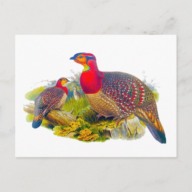 Tragopan Postkarte (Vorderseite)