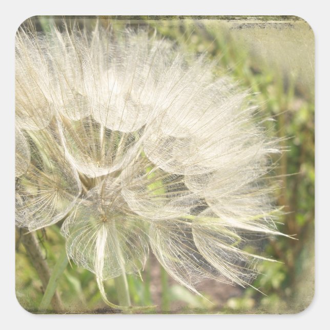 Tragopogon dubius - Gelber Ziegenbart Quadratischer Aufkleber (Vorderseite)